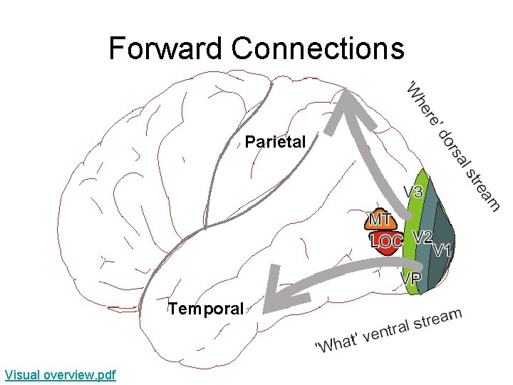 Forward Connections Parietal Temporal Visual overview. pdf 