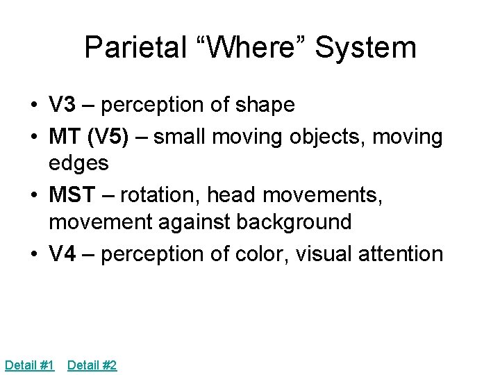 Parietal “Where” System • V 3 – perception of shape • MT (V 5)