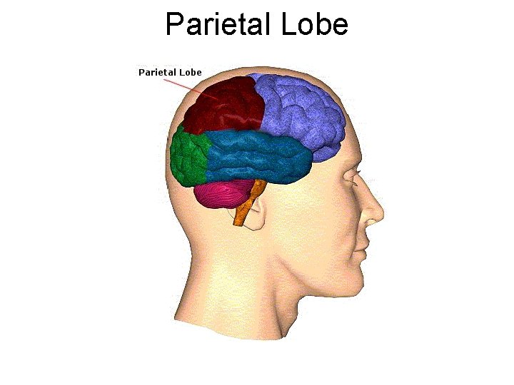 Parietal Lobe 