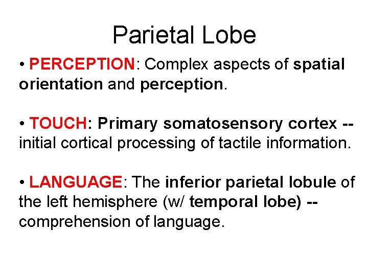 Parietal Lobe • PERCEPTION: Complex aspects of spatial orientation and perception. • TOUCH: Primary