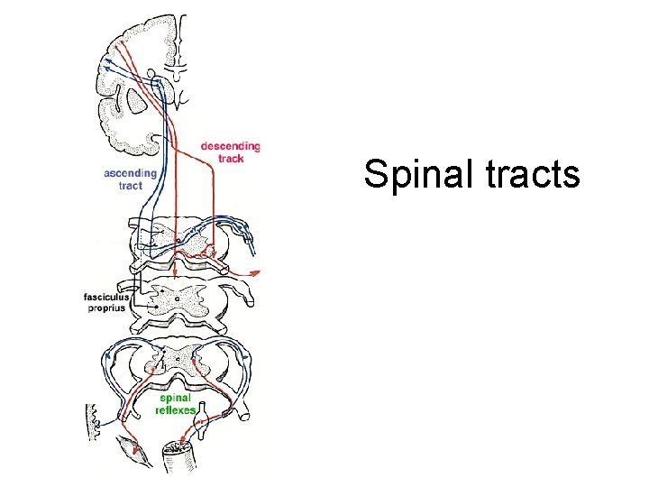 Spinal tracts 