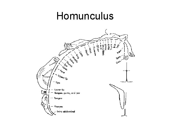 Homunculus 