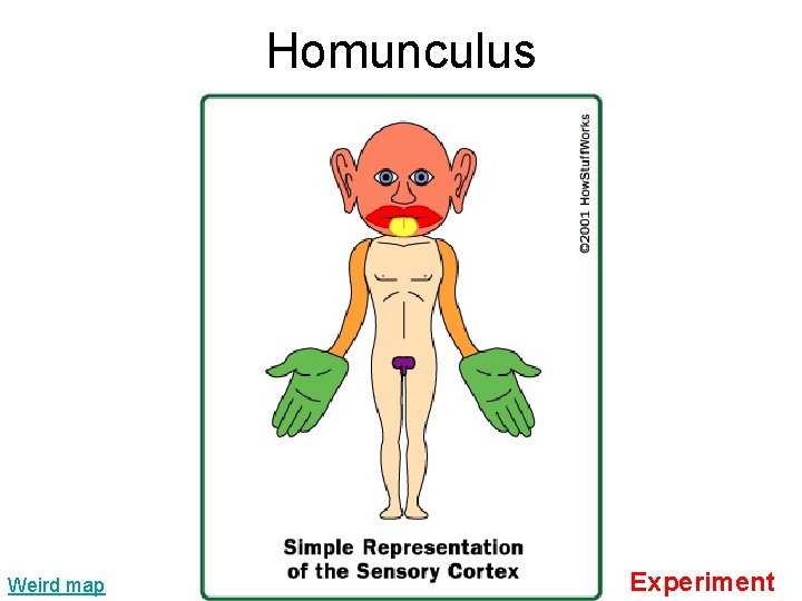 Homunculus Weird map Experiment 