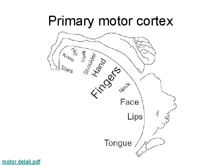 Primary motor cortex motor detail. pdf 