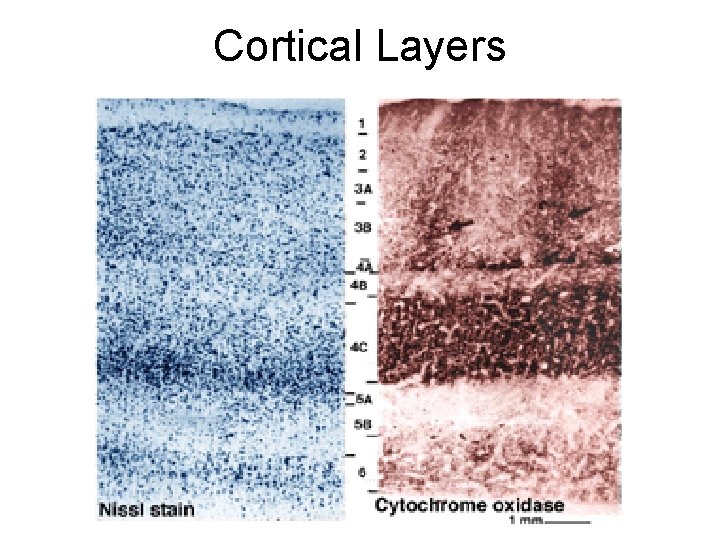 Cortical Layers 