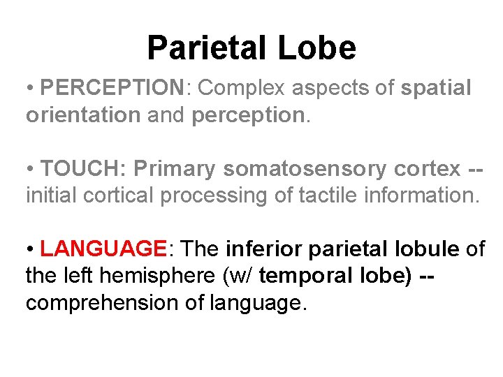 Parietal Lobe • PERCEPTION: Complex aspects of spatial orientation and perception. • TOUCH: Primary