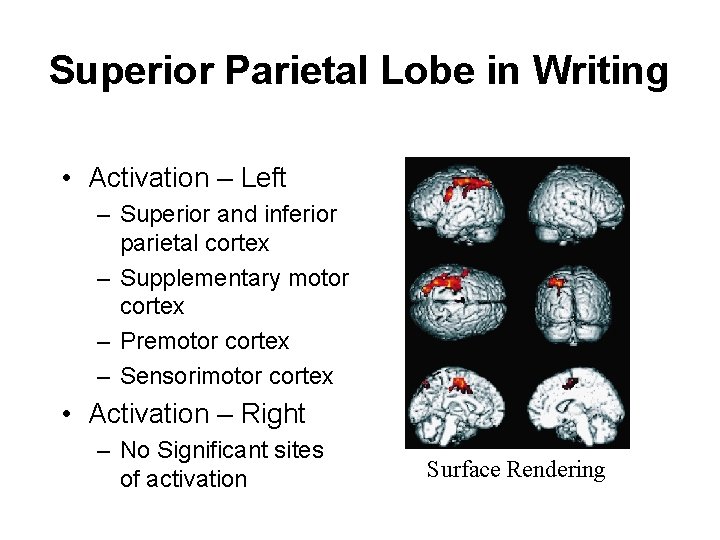 Superior Parietal Lobe in Writing • Activation – Left – Superior and inferior parietal