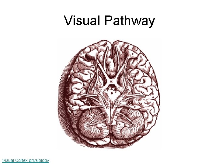 Visual Pathway Visual Cortex physiology 