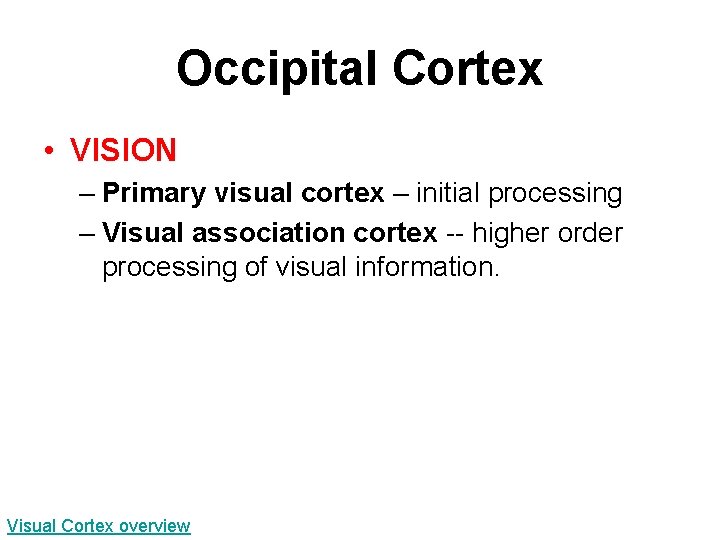 Occipital Cortex • VISION – Primary visual cortex – initial processing – Visual association