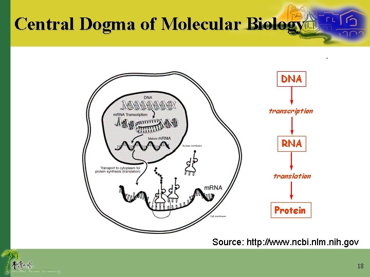 Central Dogma of Molecular Biology Source: http: //www. ncbi. nlm. nih. gov 18 