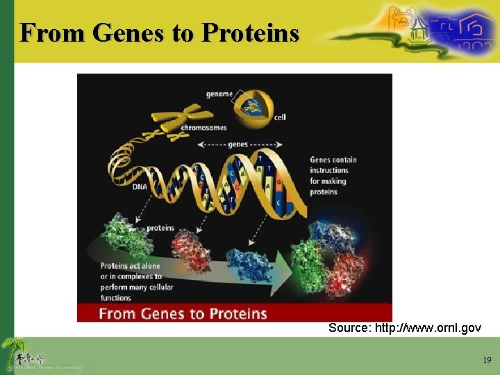 From Genes to Proteins Source: http: //www. ornl. gov 19 