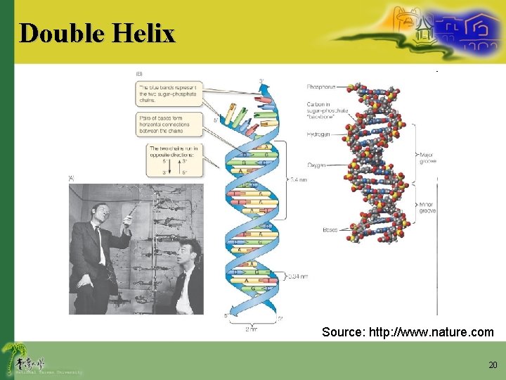 Double Helix Source: http: //www. nature. com 20 