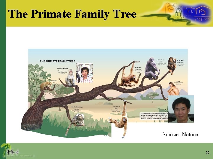 The Primate Family Tree Source: Nature 29 