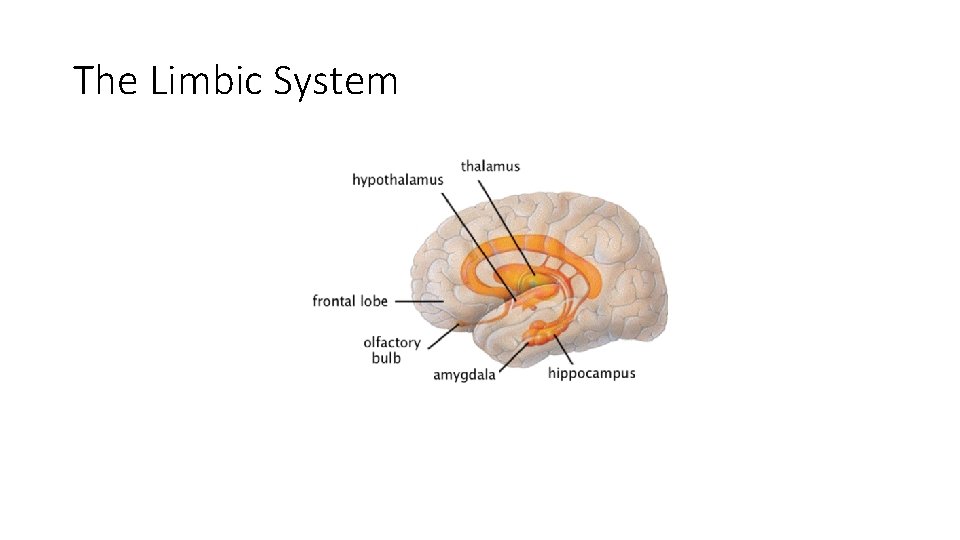 The Limbic System 