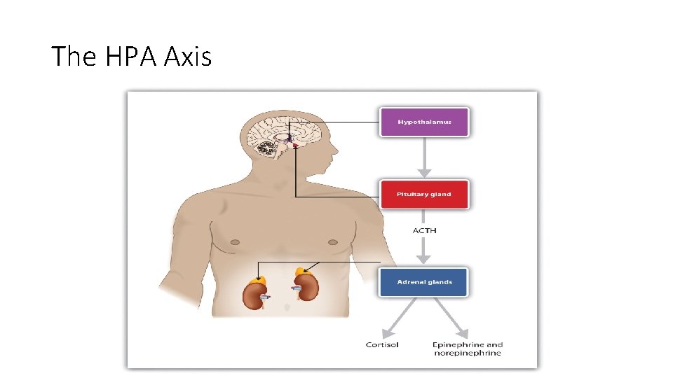 The HPA Axis 