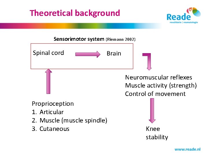 Theoretical background Sensorimotor system (Riemann 2002) Spinal cord Brain Neuromuscular reflexes Muscle activity (strength)