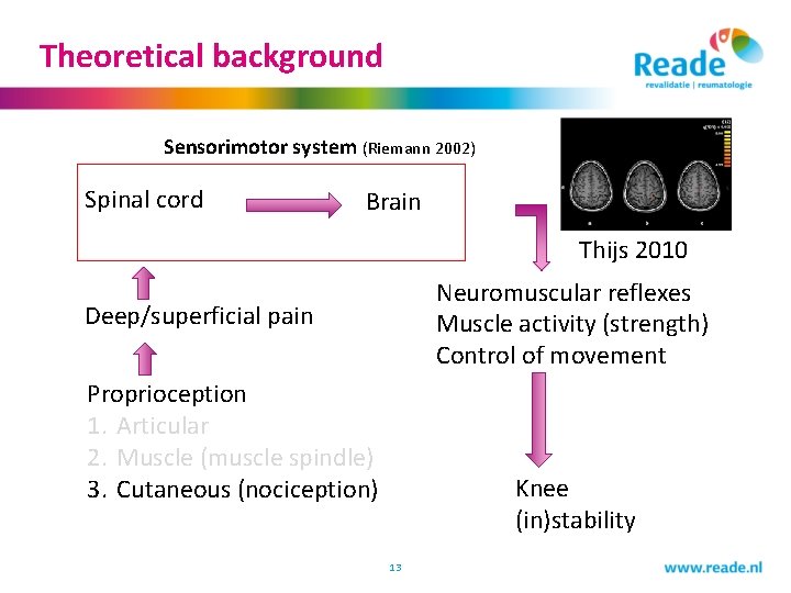Theoretical background Sensorimotor system (Riemann 2002) Spinal cord Brain Thijs 2010 Neuromuscular reflexes Muscle