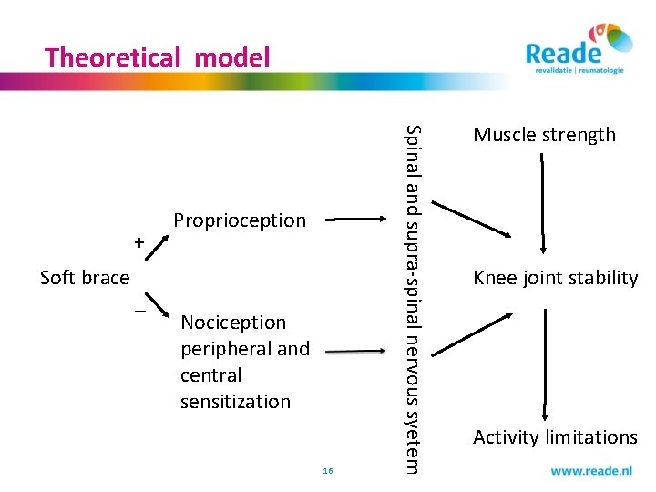 Theoretical model Soft brace _ Nociception peripheral and central sensitization 16 Spinal and supra-spinal