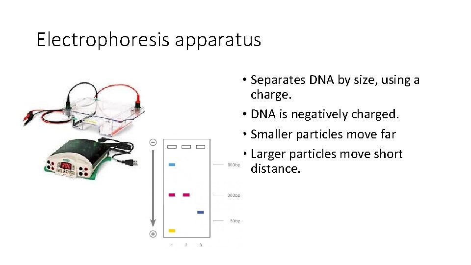Electrophoresis apparatus • Separates DNA by size, using a charge. • DNA is negatively