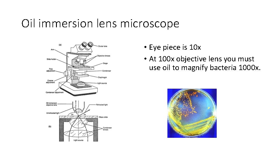 Oil immersion lens microscope • Eye piece is 10 x • At 100 x