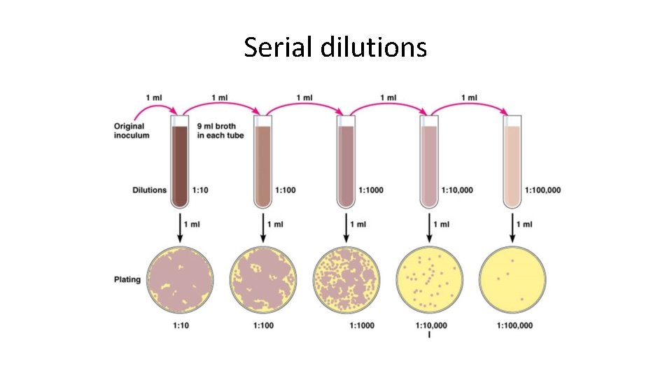 Serial dilutions 
