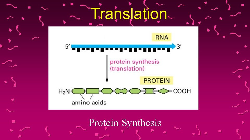 Translation Protein Synthesis 