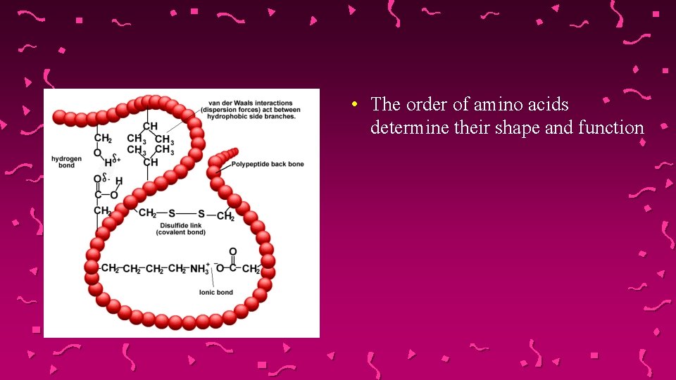  • The order of amino acids determine their shape and function 