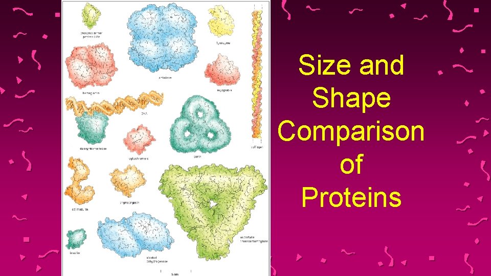 Size and Shape Comparison of Proteins 