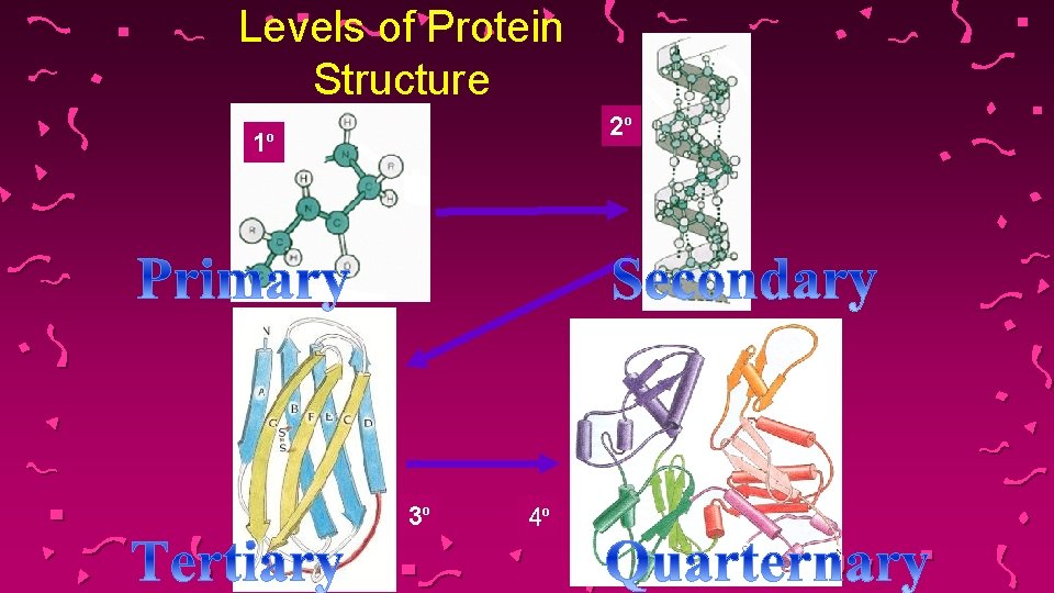 Levels of Protein Structure 2 o 1 o 3 o 4 o 