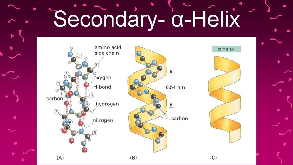 Secondary- α-Helix 