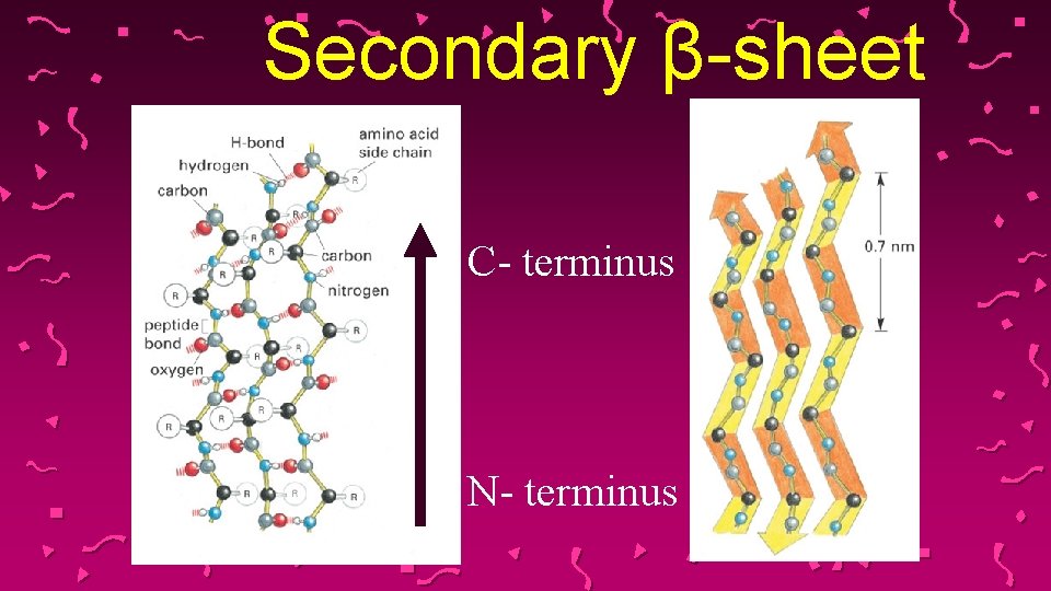Secondary β-sheet C- terminus N- terminus 
