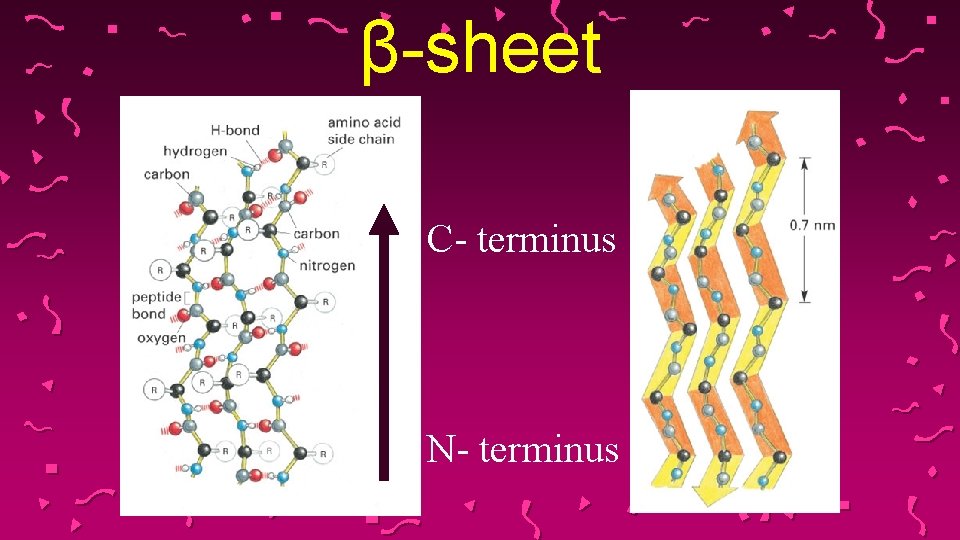 β-sheet C- terminus N- terminus 