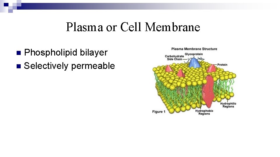Plasma or Cell Membrane Phospholipid bilayer n Selectively permeable n 