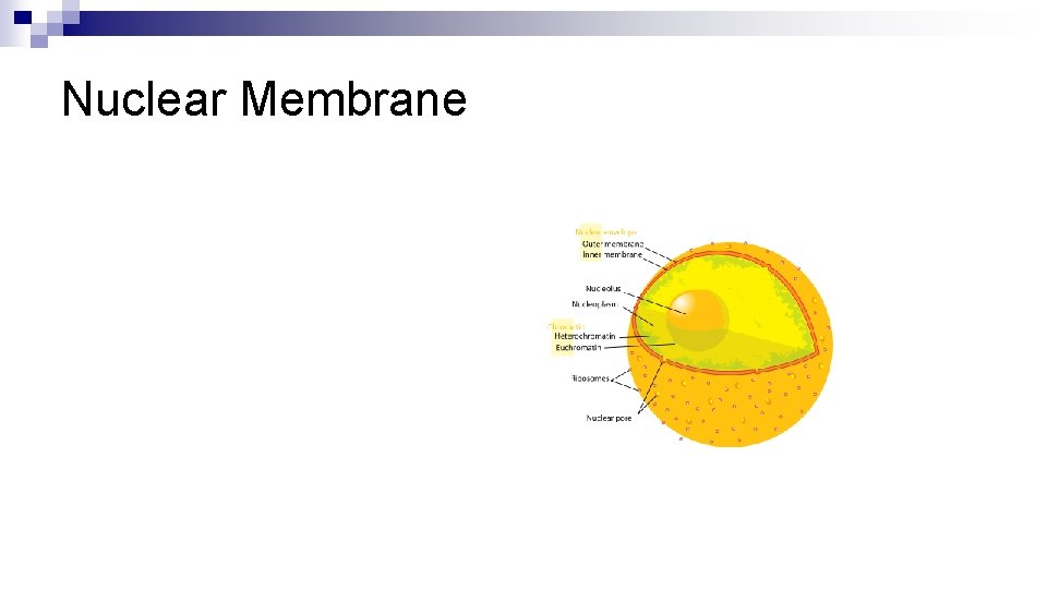 Nuclear Membrane 