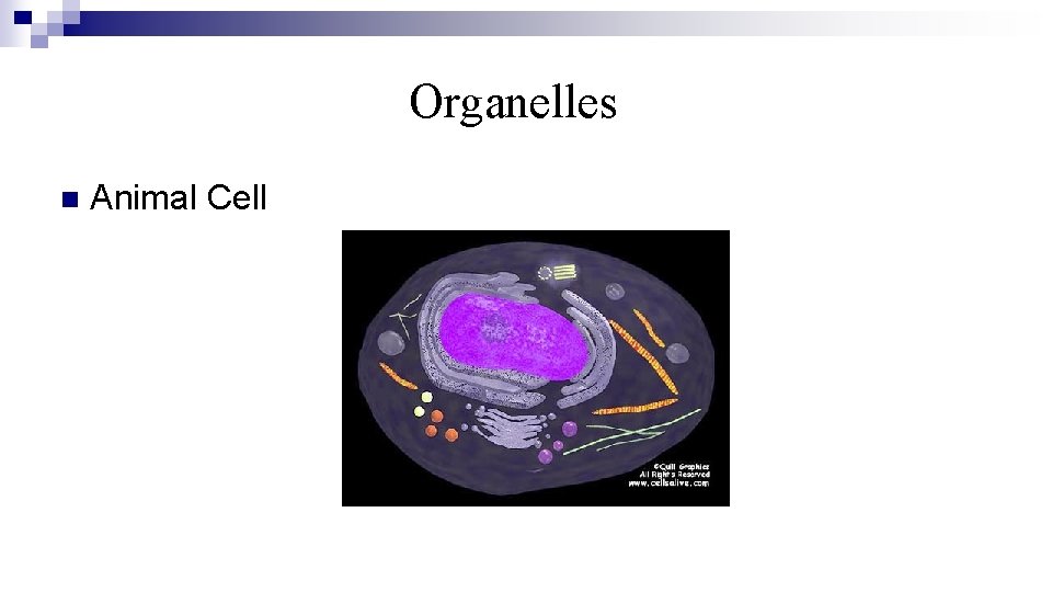 Organelles n Animal Cell 