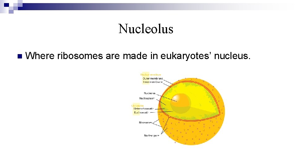 Nucleolus n Where ribosomes are made in eukaryotes’ nucleus. 