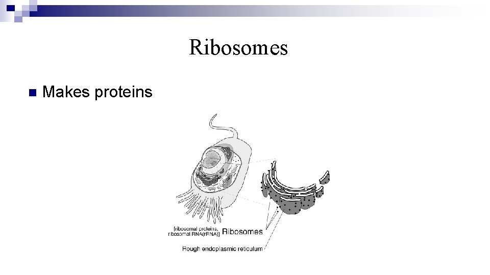 Ribosomes n Makes proteins 