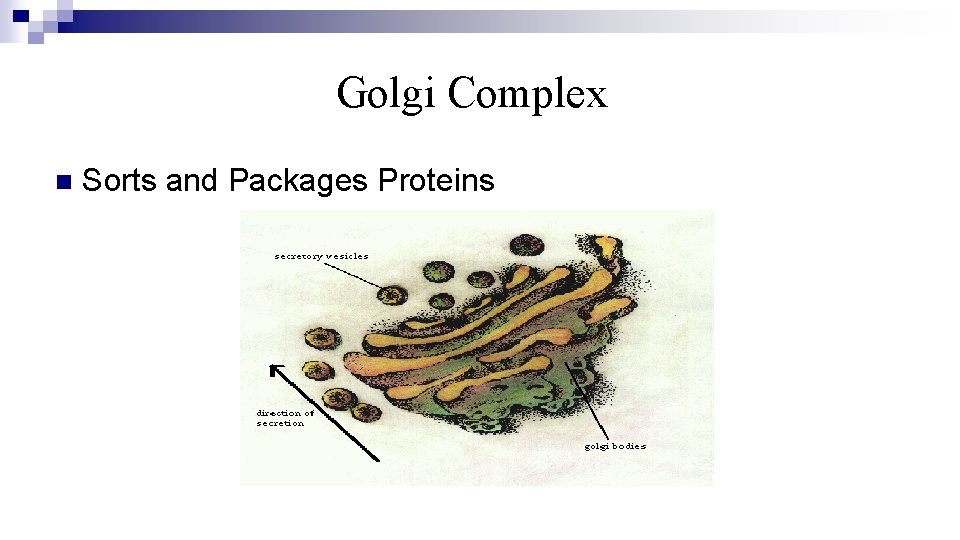 Golgi Complex n Sorts and Packages Proteins 