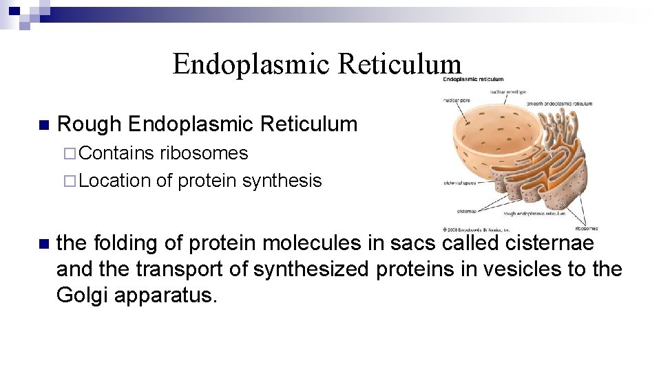 Endoplasmic Reticulum n Rough Endoplasmic Reticulum ¨ Contains ribosomes ¨ Location of protein synthesis