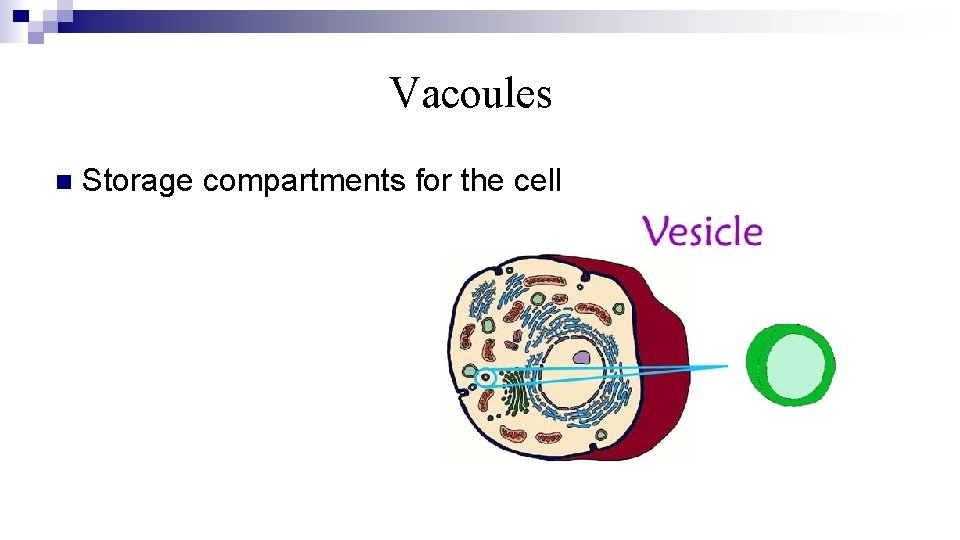 Vacoules n Storage compartments for the cell 