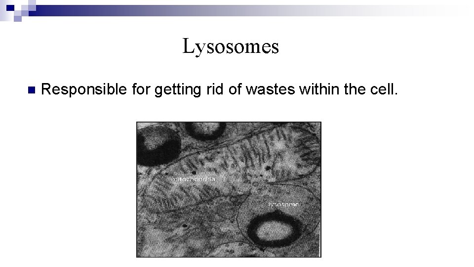 Lysosomes n Responsible for getting rid of wastes within the cell. 