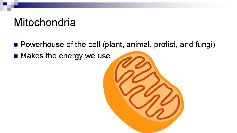 Mitochondria Powerhouse of the cell (plant, animal, protist, and fungi) n Makes the energy