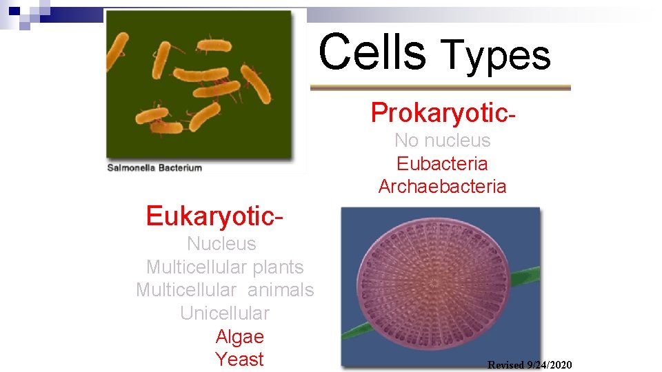 Cells Types Prokaryotic- No nucleus Eubacteria Archaebacteria Eukaryotic- Nucleus Multicellular plants Multicellular animals Unicellular