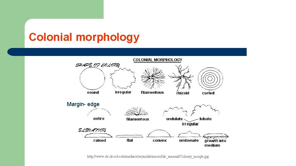 Colonial morphology Margin- edge http: //www. rlc. dcccd. edu/mathsci/reynolds/micro/lab_manual/Coloniy_morph. jpg 