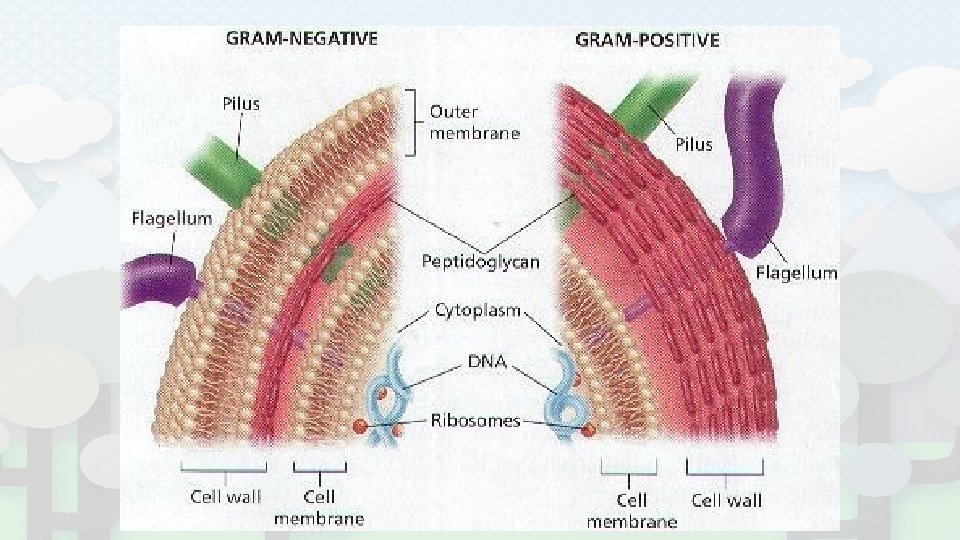 Gram Staining 