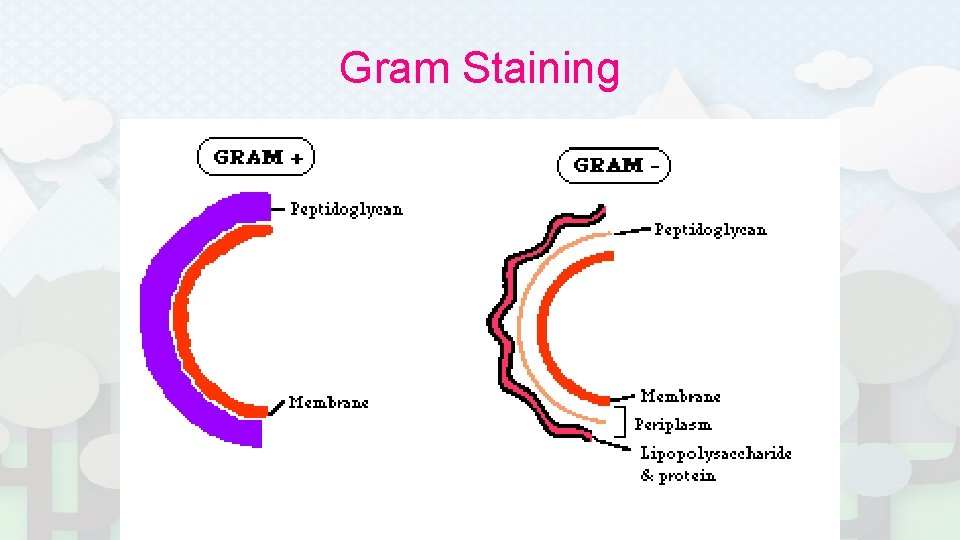 Gram Staining 