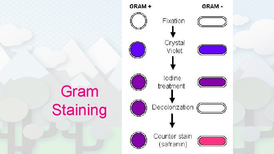Gram Staining 