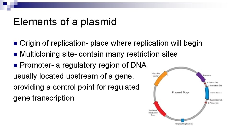 Elements of a plasmid Origin of replication- place where replication will begin n Multicloning