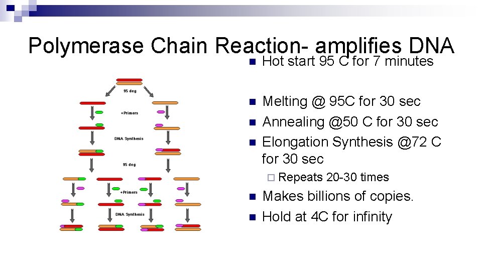 Polymerase Chain Reaction- amplifies DNA n Hot start 95 C for 7 minutes n