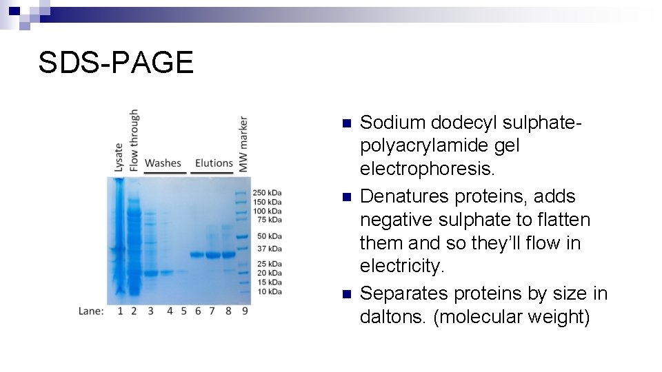 SDS-PAGE n n n Sodium dodecyl sulphate- polyacrylamide gel electrophoresis. Denatures proteins, adds negative
